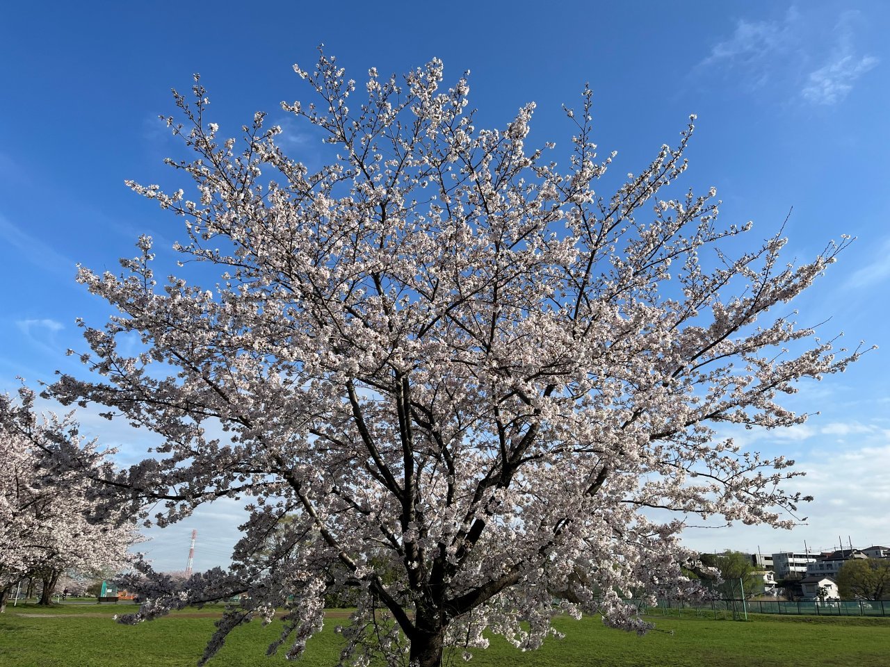 桜